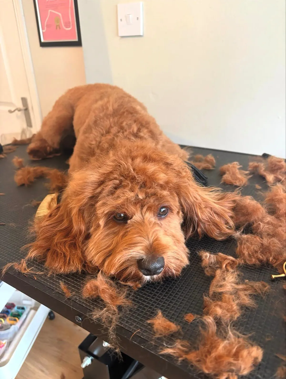 The real grooming table at The Grooming Boutique mid-groom, clipped apricot fur on the rubber top